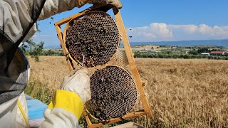 Karaçalı Balı Gelmeye Başladı 10.06.2026 Icılık Ilar
