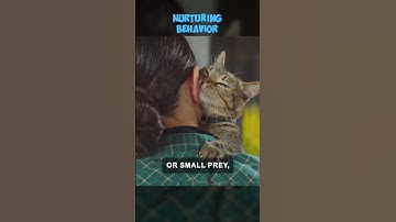 Is Your Cat Treating You Like Their Mother? Understanding Feline Behavior #shorts