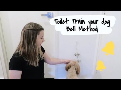 How to Potty Train your Puppy | BELL METHOD