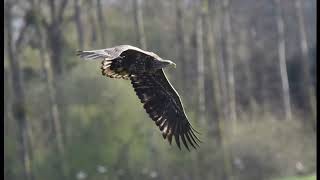 White tailed sea eagles reintroduction (2019) update today (UK/Europe) 16/April/2024