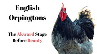 100% English Blue Orpington Flock