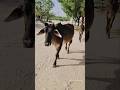 Meri Gaiya ☺️☺️/#shorts #cow #cowshorts #cows #cowvideos #animalontheway #funny #village #animals