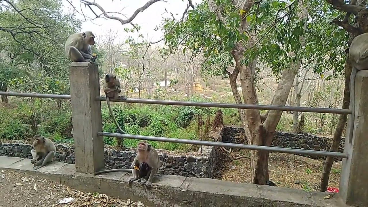the best life, monkey baby with Mom