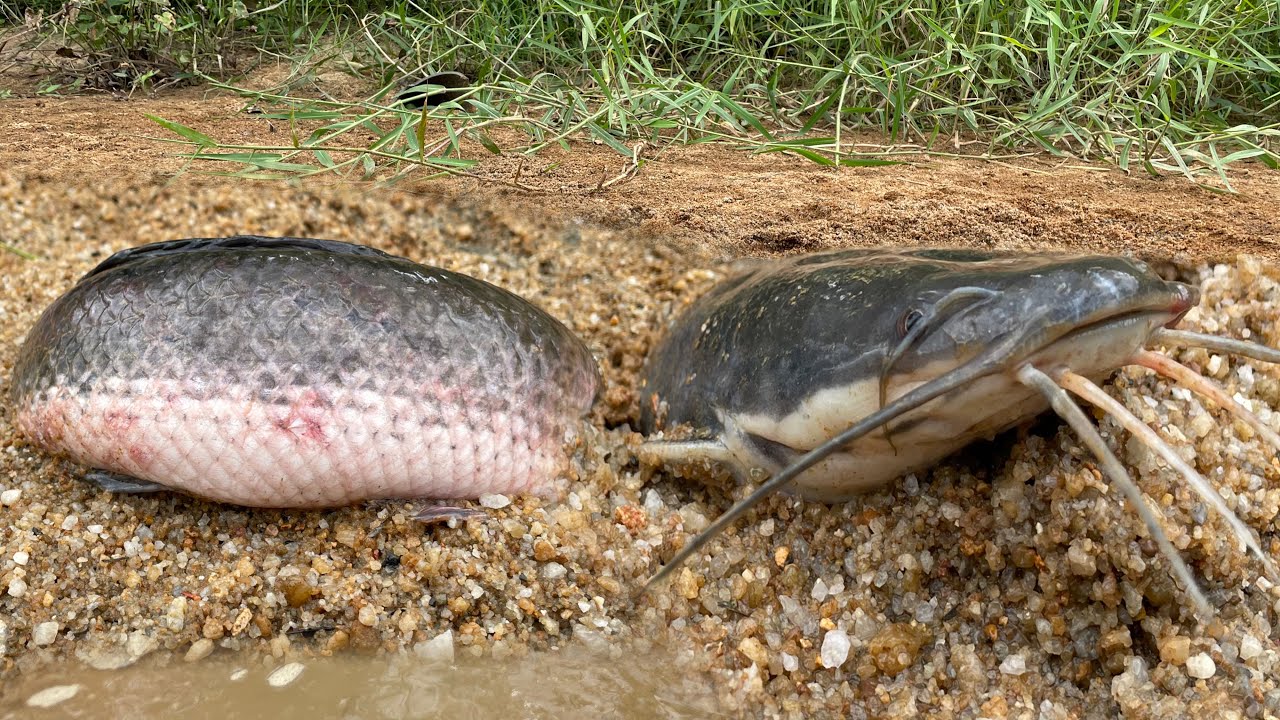 Amazing Village Fishing | Fish Alive Under Dry Sand - YouTube