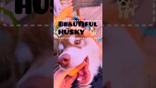 Husky is a Amazing  Dog in the world /Husky Adorable Videos #4k #shorts #viral