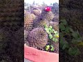 cactus tree with flower home garden