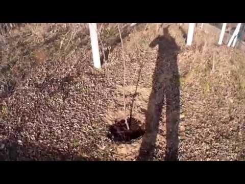Videó: Valenciai földimogyoró-fajták – Tippek a valenciai földimogyoró termesztéséhez