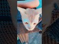 #Billi boli meow