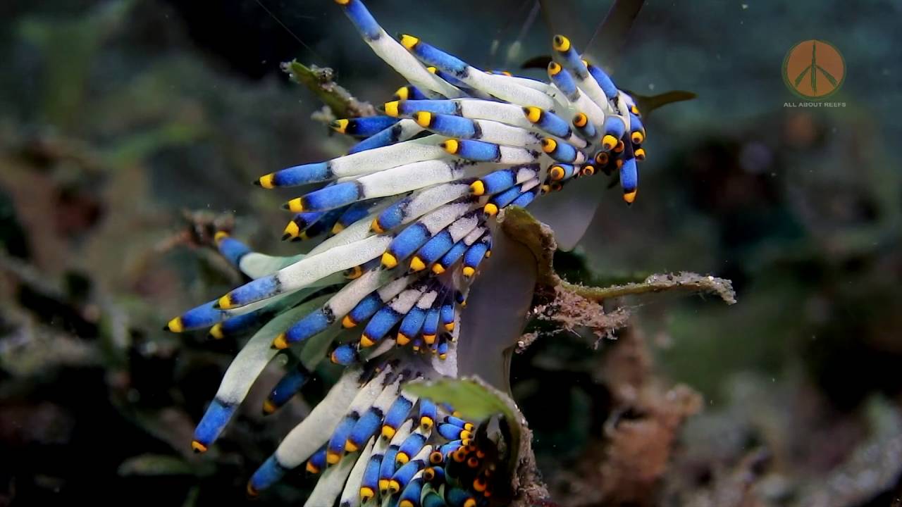 Yamasu's Cuthona Nudibranch