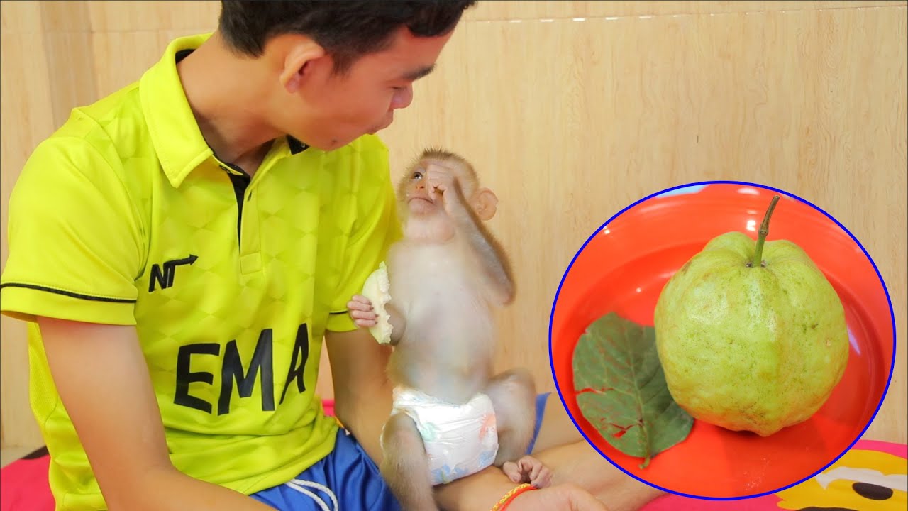 Baby Monkey ABBY Eating Guava Fruit - Baby Monkey Eat Guava with Dad