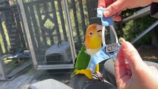 Teaching My Caique Parrot How To Wear A Harness