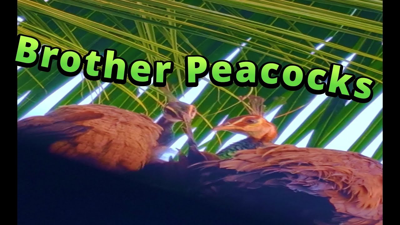 Peacock brothers relaxing in a coconut tree