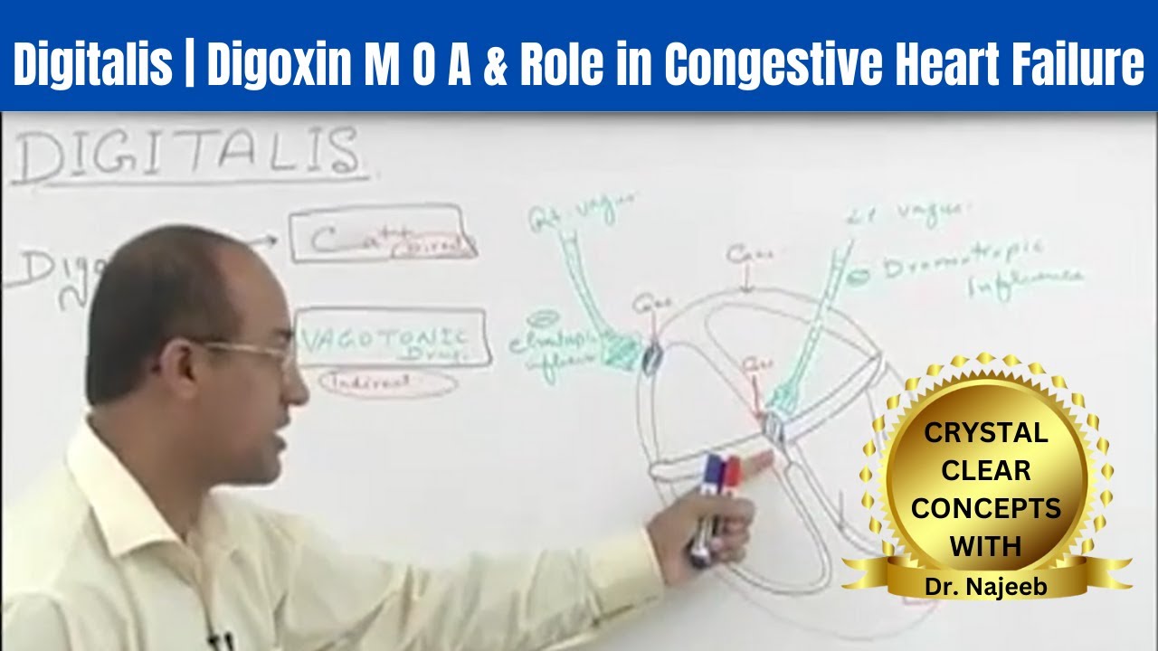Digitalis Digoxin M O A & Role in Congestive Heart Failure YouTube