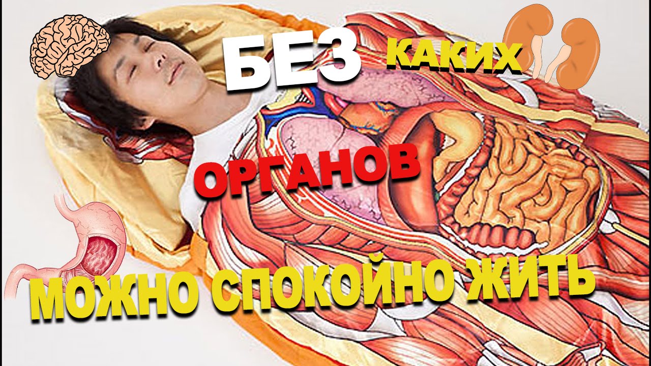 БЕЗ КАКИХ ОРГАНОВ МОЖЕТ ЖИТЬ ЧЕЛОВЕК