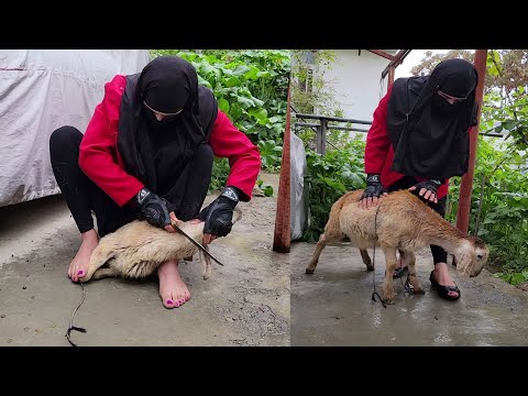 woman butcher goat/ Educational video nahila