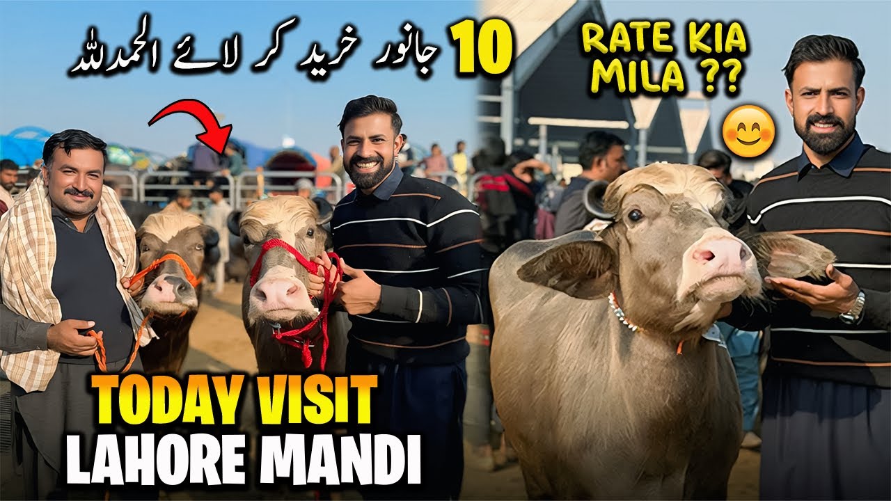 Waqar Bhinder Visit Lahore Buffalo Mandi 🐃 | Mandi K Rates ? | آج نو بھینسیں اور ایک سنڈا خریدا