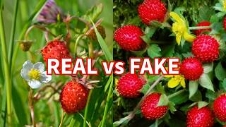 Mock Strawberry vs Wild Strawberry – Easy ID Guide Don’t Get Fooled!