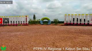  Streaming Ptpn Iv Regional 1 Kebun Sei Silau Tbm 1 Afd V