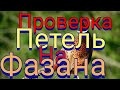 Проверка петель на фазана !( отрывок продолжение землянки !)