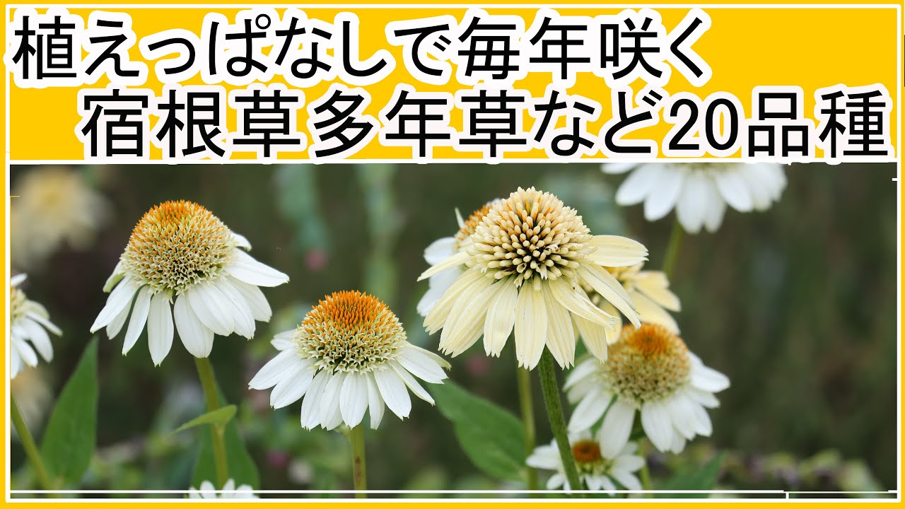 植えっぱなしで毎年咲く宿根草など20品種】7月の庭/エキナセアや
