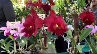 Fairchild’s Tropical Botanic Gardens Orchids In Bloom 2021 pt. 2 of 3