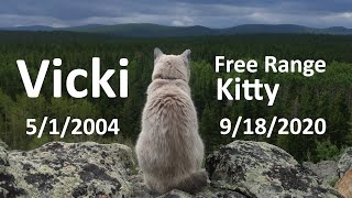 Vicki - Free Range Kitty