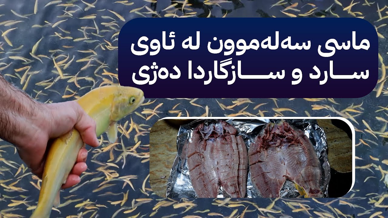 جۆرێکی تایبەتی ماسی لە دەڤەری پشدەر بەخێودەکرێت