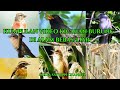Kompilasi Kicauan Burung Di Alam Bebas Liar Mp3 - Mp4 Download