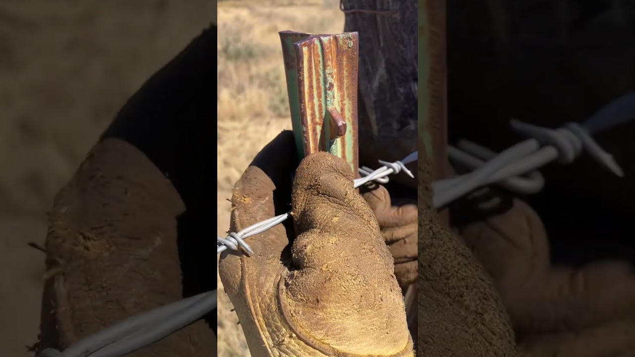 Fencing 101: How to put on fence clip to tpost 