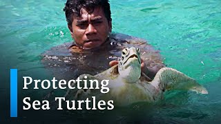 Solomon Islands Protecting Sea Turtles Global Ideas