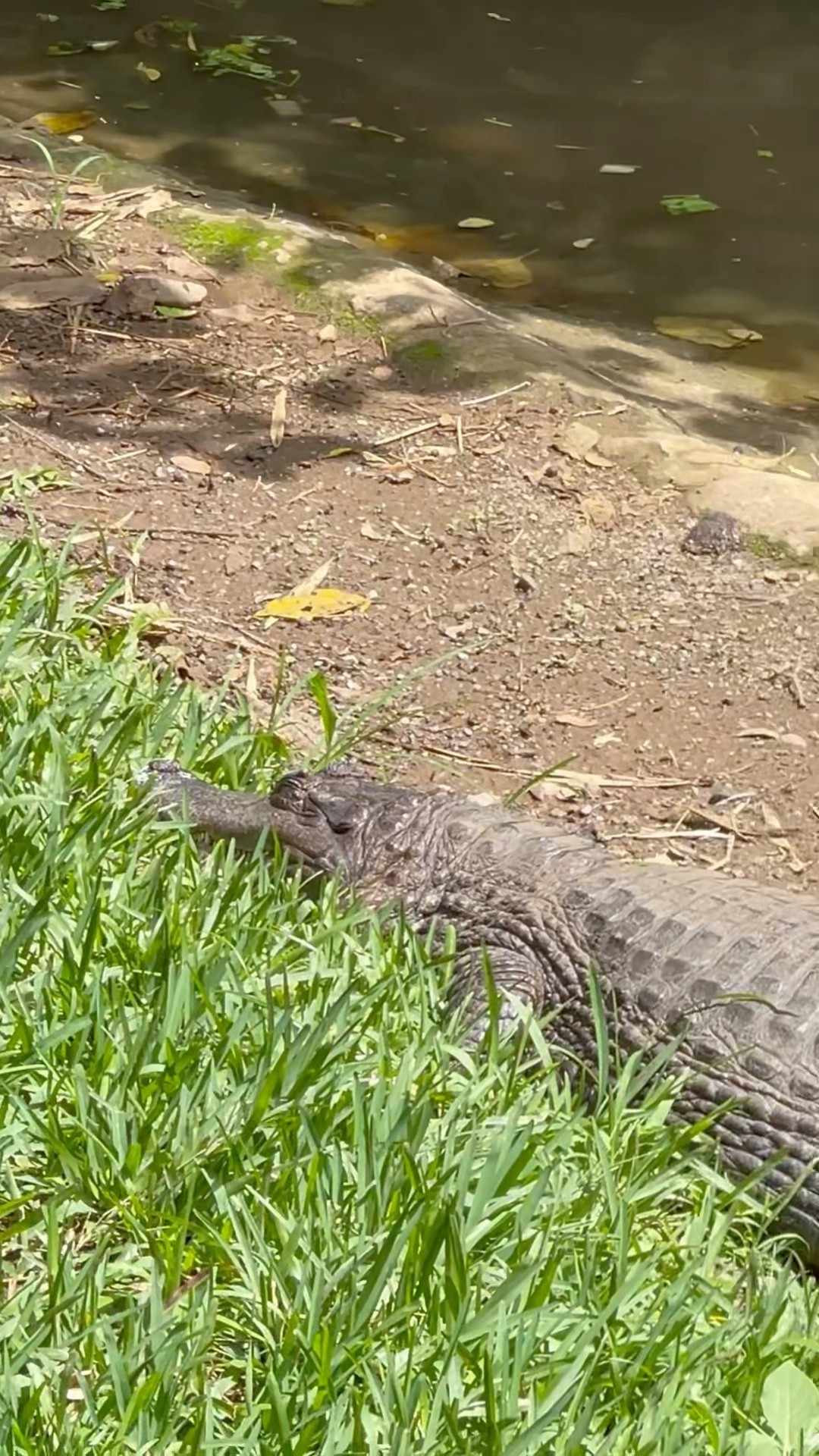 Alligator and a Turtle as Best Friends
