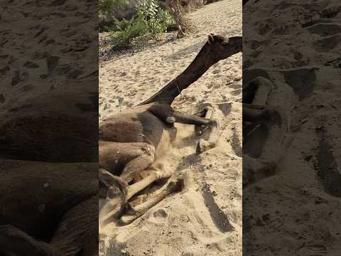 لحظة مضحكة في صحراء تھر