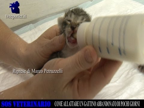 Video: Come Fermare Un Gatto Dall'allattamento?