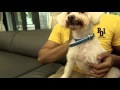 PET101 - Toilet Training Your Dog PET101 - Toilet Training Your Dog