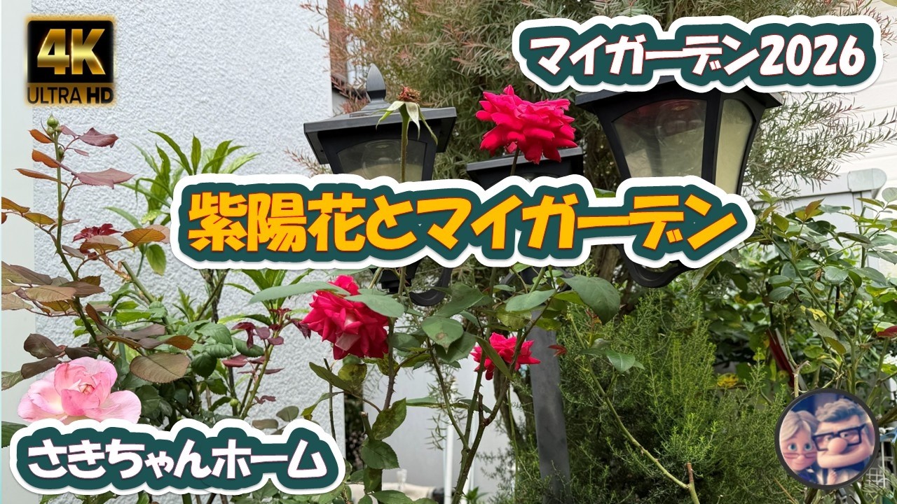 4K】2026年6月26日 🌹紫陽花が色付いています。 #flowers #garden