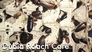 How to Breed Dubia Roaches