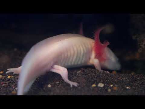 Hidden Video: New Axolotl Living in the Golden Springs - Hidden Video: New Axolotl Living in the Golden Springs