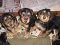 Airedale Puppies