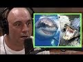 Joe Rogan Freaks Out About Alligators & Sharks