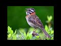 Tico Tico - Canto Especial || Andean sparrow (Zonotrichia capensis)