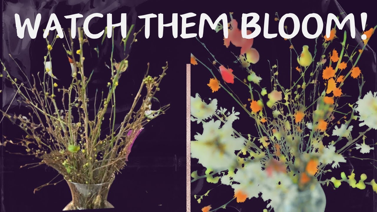 Forcing Flowering Branches Indoors | Watch These Bare Sticks Bloom in One Week