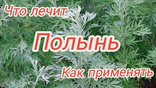 ☘️Полынь горькая. Польза полыни. Как принимать полынь. #полынь