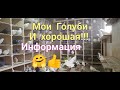 Мои голуби и хорошие новости!!!My pigeons and good news !!!