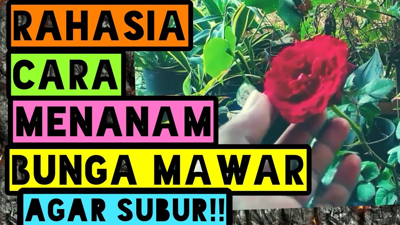 Rahasia Cara Menanam Mawar Agar Subur Rajin Berbunga Youtube