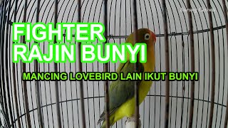 Lovebird Olive Fighter Ngekek Panjang Buat Mesteran Isian Coba Putar Lovebird Lain Langsung Nyaut