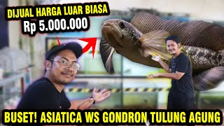 DAMN! ASIATICA JUMBO 5 MILLION! SUPER GONDRONG IN MAS GADING TULUNGAGUNG