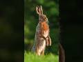 Brown Hare In Action Racing At 77 Kph Wildlife Animalfacts Hare Brown Hare In Action Racing At 77 Kph Wildlife Animalfacts Hare
