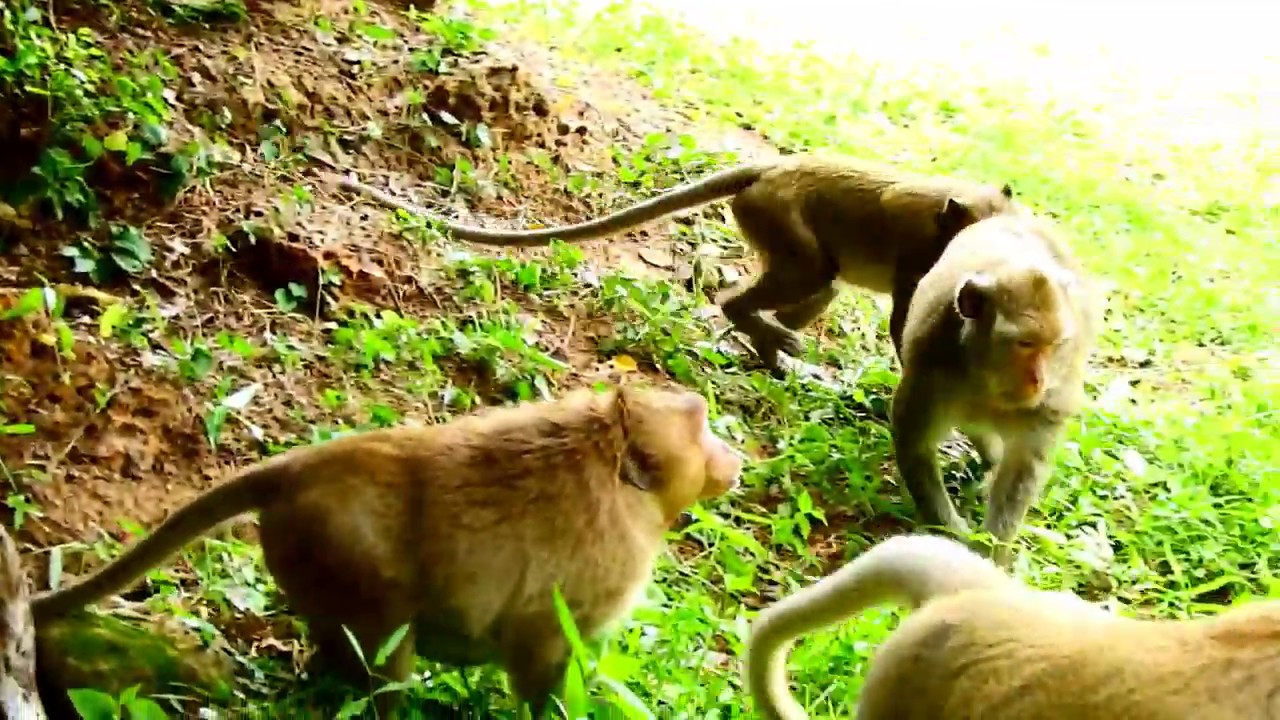 Omg! Why Sweet pea Supper Angry like this With Old-one Mom Tima.