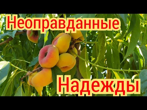 Инжирный персик- одно разочарование./ Рекордсмены персикового сезона 2021г.