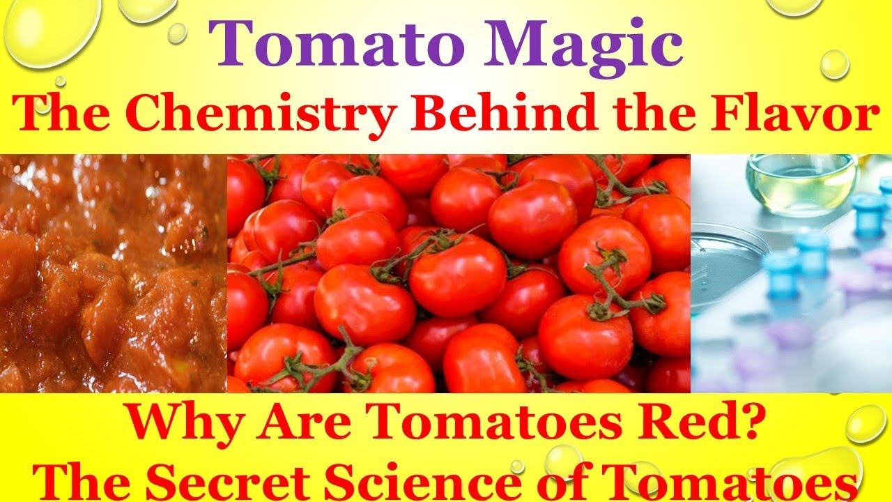 Tomato Magic II Why Are Tomatoes Red? II The Secret Science of Tomatoes